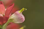 Entireleaf Indian paintbrush